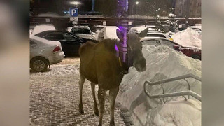 В Подмосковье к людям все чаще стали выходить лоси