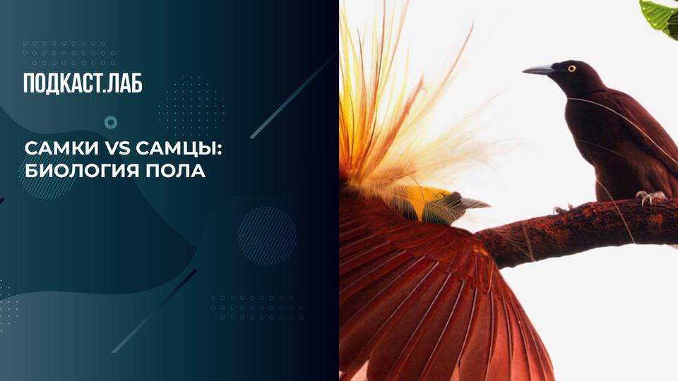 Почему природа бережет самок, а не самцов? Объясняет биотехнолог Егор Мусин. Кот Шредингера. Фрагмент выпуска от 08.02.2026