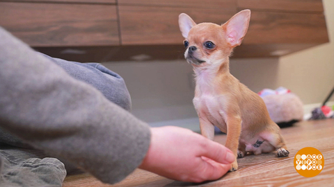 Маленькая собака — все равно собака! Доброе утро. Фрагмент 