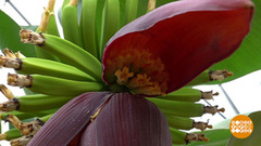 Якутские огурцы и сочинские бананы. Доброе утро. Фрагмент 