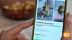 Крольчонок — двигатель торговли! В интернете. Доброе утро. Фрагмент 