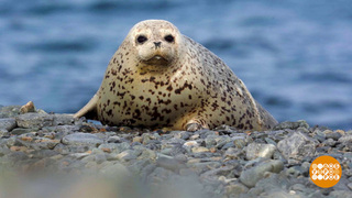 Ларги: белые и пушистые. Потому что маленькие! Доброе утро. Фрагмент 