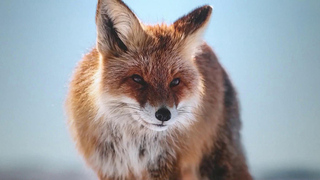 Больше полутора сотен проектов получат поддержку от Президентского фонда природы