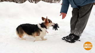 Собака, подай перчатку! Доброе утро. Фрагмент