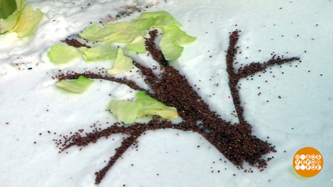 Картины на снегу: это для птичек! Доброе утро. Фрагмент 