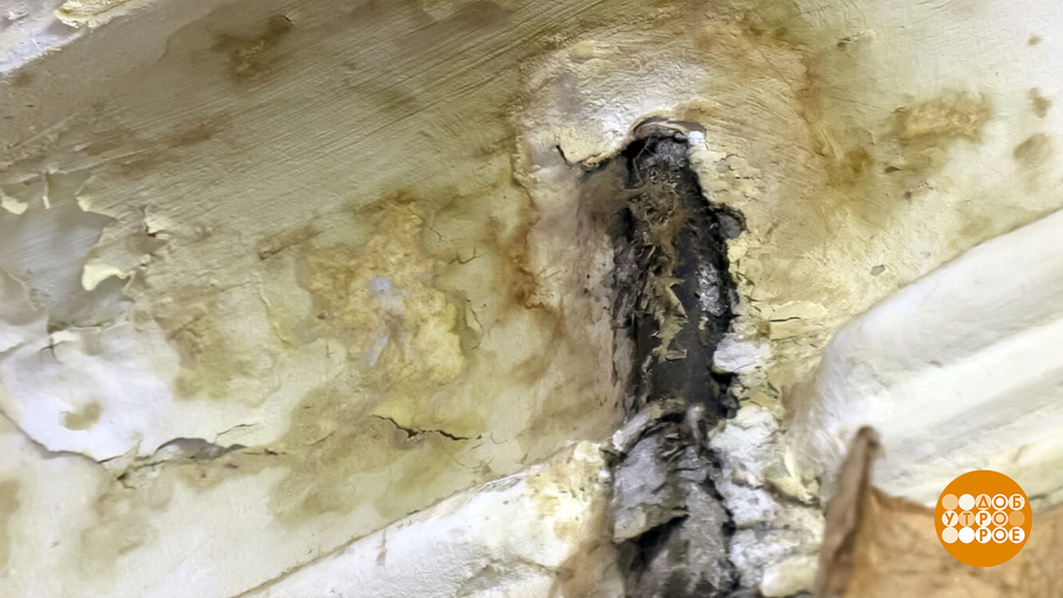 Плесень, убирайся! Доброе утро. Фрагмент выпуска от 13.02.2026