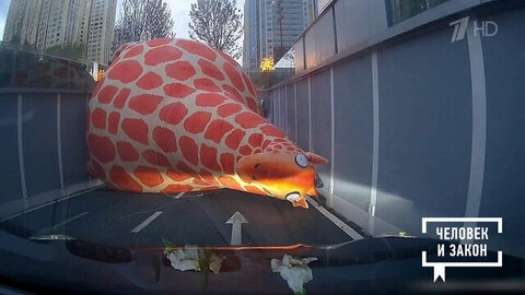 Видео недели: фиджитал-спорт; жираф в туннеле; парад пингвинов. Человек и закон. Фрагмент 