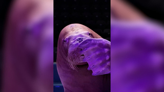 Морж Лора получила подарок на 14 февраля от моржа Миши из Приморья: видео