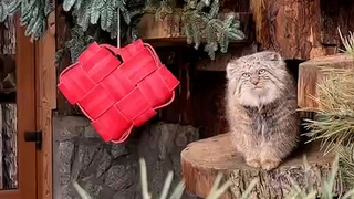 Обитателям Ленинградского зоопарка подарили съедобные «валентинки»: видео