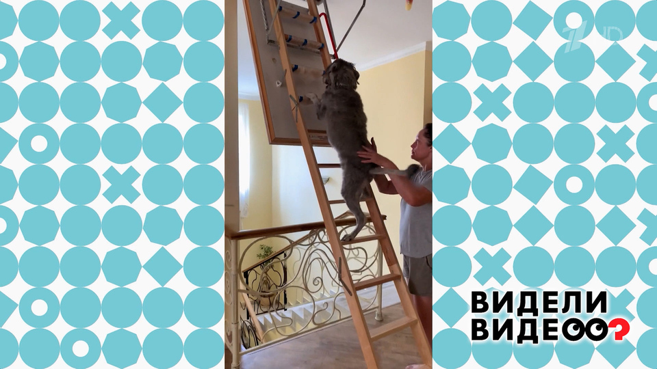 Собака на лестнице. Видели видео? Фрагмент выпуска от 15.02.2026