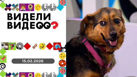 Пес Зефирыч; зоотакси; картины из мусора; собака на лестнице. Видели видео. Выпуск от 15.02.2026