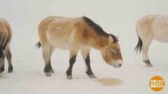 Лошади Пржевальского: краснокнижные, но хулиганистые... Доброе утро. Фрагмент 