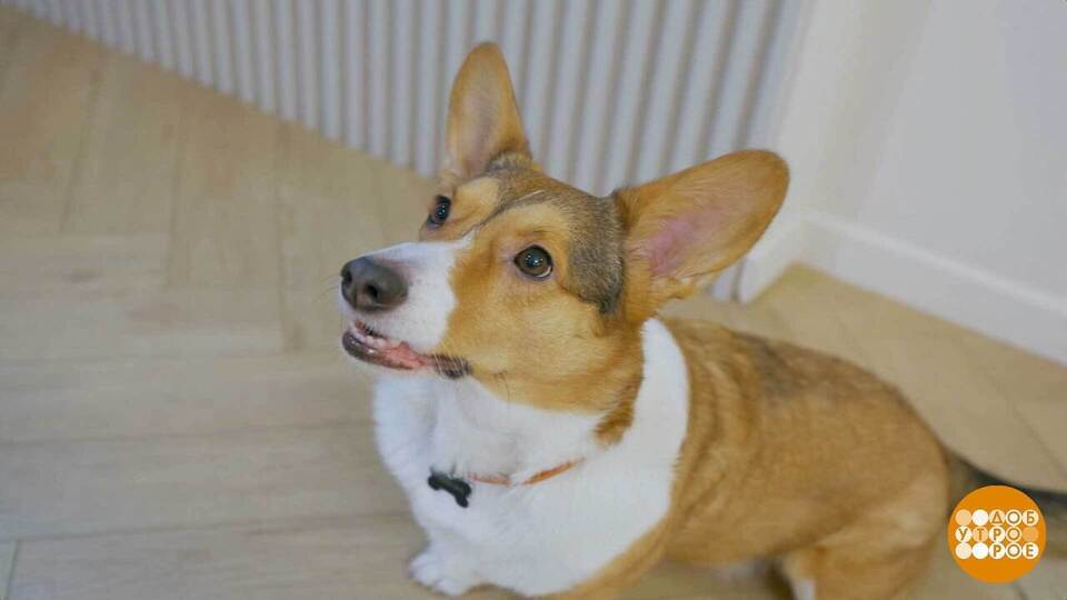 Собака, не гавкай! Лучше съешь вкусняшку… Доброе утро. Фрагмент выпуска от 17.02.2026