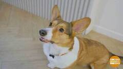 Собака, не гавкай! Лучше съешь вкусняшку... Доброе утро. Фрагмент