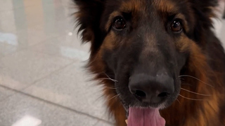 Главный борец с контрабандой на пенсии: таможенники Домодедово проводили пса Зевса