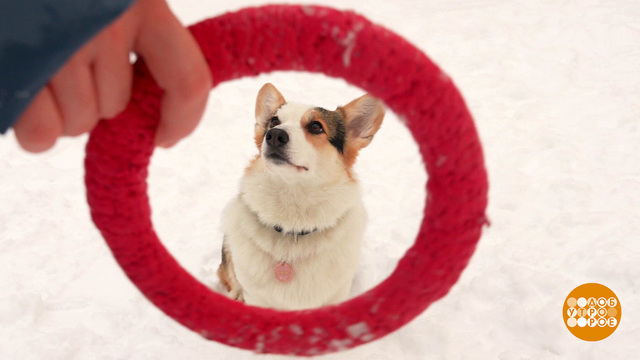 Собака, не кусайся! Давай лучше поиграем... Доброе утро. Фрагмент 