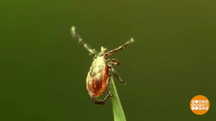 Клещи просыпаются! Пора прививаться? Доброе утро. Суббота. Фрагмент 