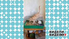 Незаконное вторжение. Видели видео? Фрагмент 