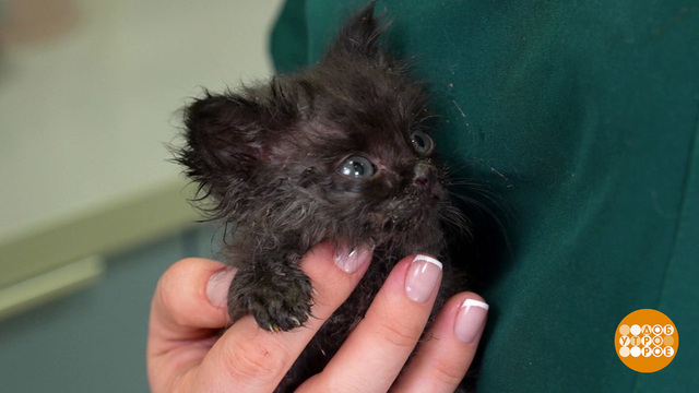 Котенок, будь как дома! Доброе утро. Фрагмент 