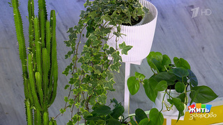 Цветы: красиво, но опасно. Жить здорово! Фрагмент 