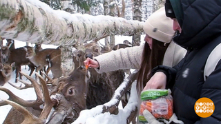 Олени, не толкайтесь! Еды всем хватит! Доброе утро. Фрагмент 