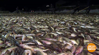 Целое поле... Наваги. Доброе утро. Фрагмент 