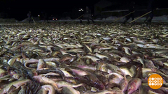 Целое поле... Наваги. Доброе утро. Фрагмент 