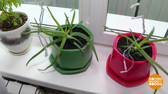 Всяк цветок знай свой горшок. Доброе утро. Фрагмент