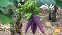 Вы видали, как цветут бананы? Доброе утро. Фрагмент 