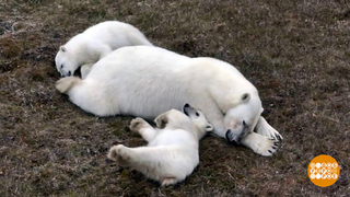 Мишка, не спи, замерзнешь! Доброе утро. Фрагмент 