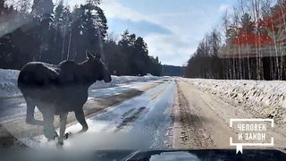 Видео недели: трудолюбивый курьер; счастливый пес; лось-подставщик. Человек и закон. Фрагмент 