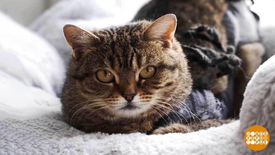 Котики ищут хозяев! Доброе утро. Суббота. Фрагмент выпуска от 28.02.2026