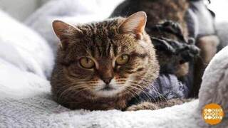 Котики ищут хозяев! Доброе утро. Суббота. Фрагмент 