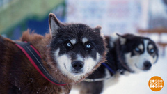 «Берингия»: 1425 километров на собачьих упряжках. Доброе утро. Фрагмент 