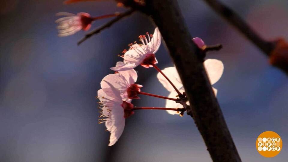 Не проспите весну! Доброе утро. Фрагмент выпуска от 02.03.2026