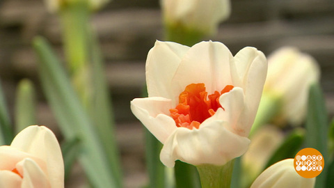 Весна цветет! В Петровском пассаже. Доброе утро. Фрагмент 