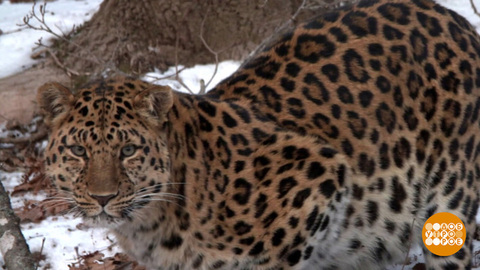 Как спасают редких животных. Доброе утро. Фрагмент 