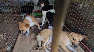 Волонтеры со всей страны едут в зону СВО ради десятков тысяч животных, оставшихся без хозяев