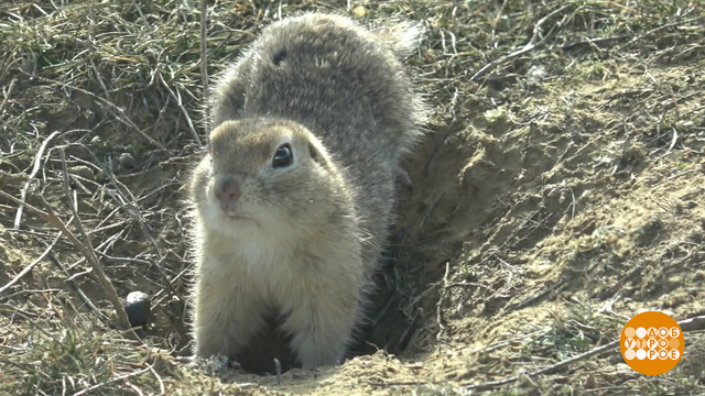 Зверушки просыпаются. И хотят есть… Доброе утро. Фрагмент 