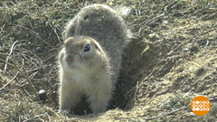 Зверушки просыпаются. И хотят есть… Доброе утро. Фрагмент 