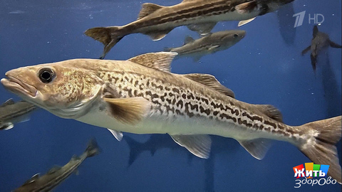 Минтай — мусорная рыба? Жить здорово! Фрагмент 