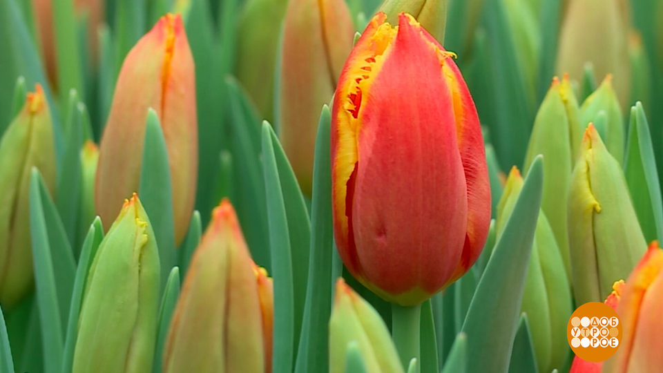 Целое море цветов! Доброе утро. Фрагмент выпуска от 06.03.2026