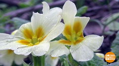 Подснежники, улыбнитесь, вас снимают! Доброе утро. Суббота. Фрагмент 