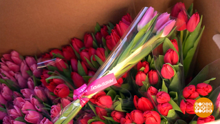 «Тюльпаны» — пароль этой весны! Доброе утро. Суббота. Фрагмент