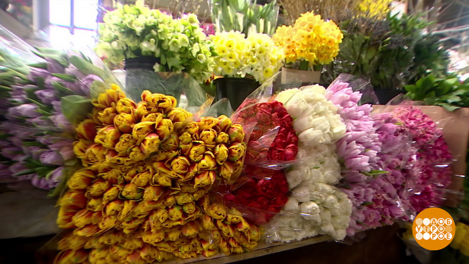 Дарите женщинам цветы! Только не кактусы… Доброе утро. Суббота. Фрагмент выпуска от 07.03.2026