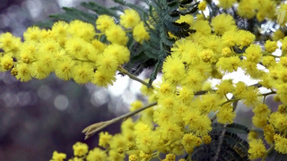 В Сочи распускаются магнолии и первоцветы, а в Абхазии море мимоз