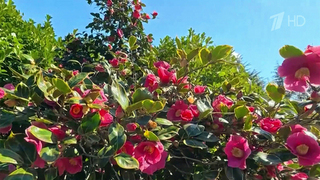 Южные регионы России сейчас превращаются в настоящее цветочное царство