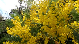 На юге, где весна вступила в свои права, буйство красок первоцветов, магнолии и мимозы