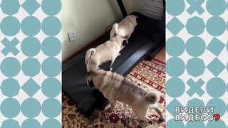 Фитнес для мопсов. Видели видео? Фрагмент 