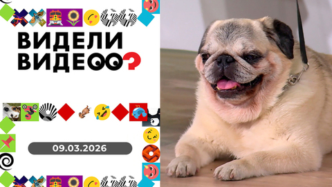 Фитнес для мопсов; «феназепамовый хит»; с другом пополам. Видели видео? 